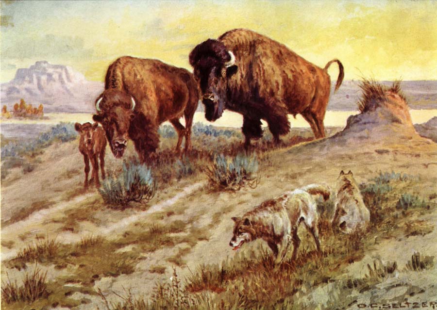 Buffalo Family